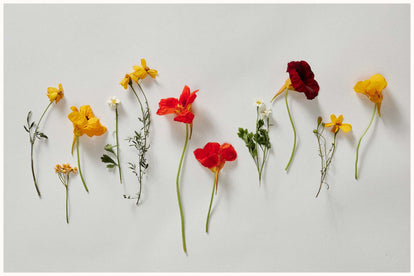 editorial image of flowers