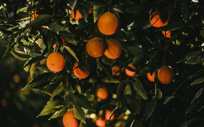 Ripe oranges ready for picking.